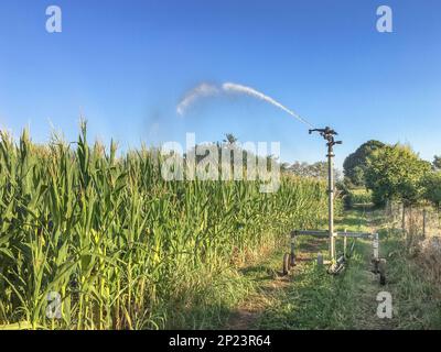 Feldsprinkler für Weizenanbau. Landwirtschaft. Geschäftlich. Stockfoto