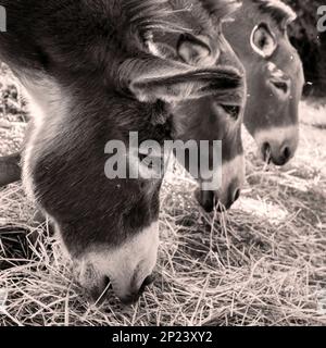 Drei Esel. Foto im Retro-Stil. Stockfoto