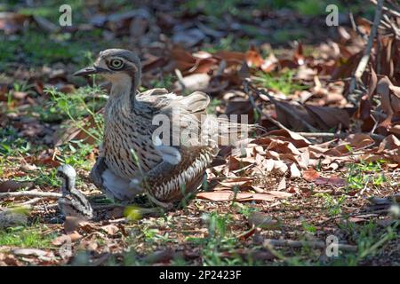 Buschstein-Curlew. Langbeinige braune Farbtöne, australischer Vogel Stockfoto