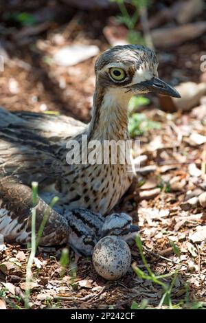 Buschstein-Curlew. Langbeinige braune Farbtöne, australischer Vogel Stockfoto