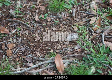 Buschstein-Curlew. Langbeinige braune Farbtöne, australischer Vogel Stockfoto