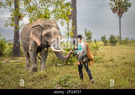 Ein kambodschanischer Mahout gibt seinem asiatischen Elefanten Wasser aus einer Flasche auf dem Buschland in Phumi Khna, Provinz Siem Reap, Kambodscha. Stockfoto