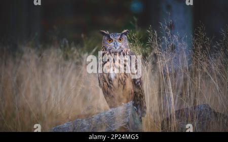 Eurasian Eagle Owl Bubo Bubo sitzt auf einem Baumstamm in einem dunklen Hintergrund, das beste Foto. Stockfoto