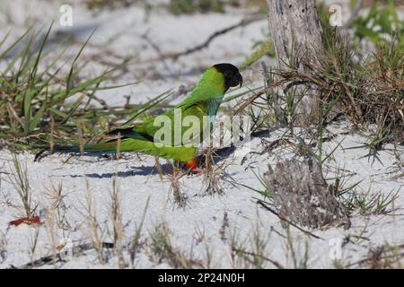 Black-Hooded Parakeet Fort De Soto Park Florida USA Stockfoto