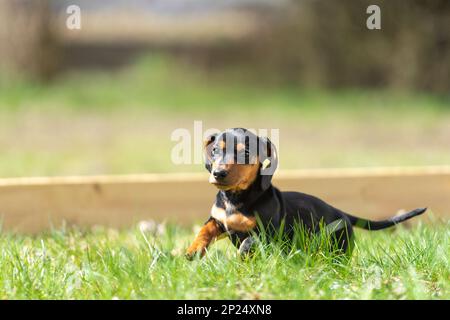 Niedliche kleine Wurst Welpe Hund draußen in der Natur auf Gras Stockfoto