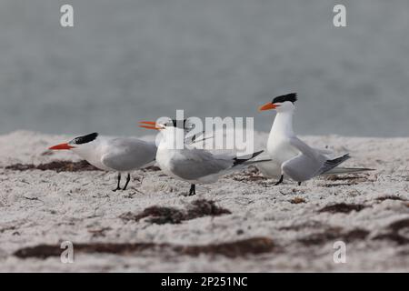 royal tern (Thalasseus maximus) Fort De Soto Park Florida, USA Stockfoto