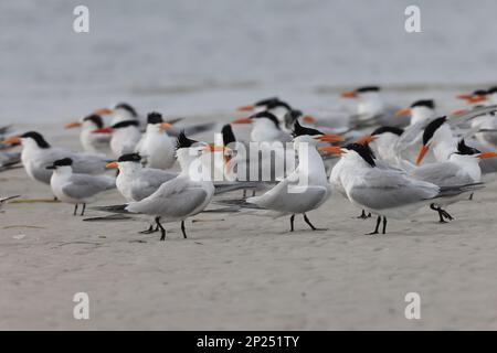 royal tern (Thalasseus maximus) Fort De Soto Park Florida, USA Stockfoto