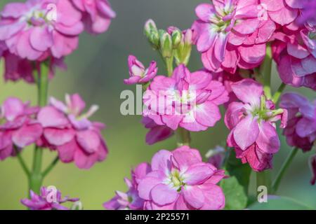 Zarte rosa Blütenblätter von Matthiola incana an einem späten Nachmittag im Frühling. Stockfoto