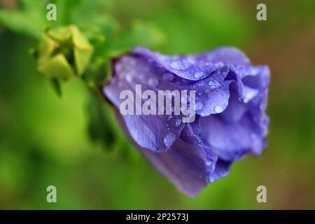 Nahaufnahme der blauen Geranium pratense-Blume mit Regentropfen Stockfoto