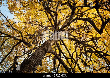 Alten krummen furchterregender Baum im Herbst Hintergrund. Seltsame gedrehten Zweigen und gelbe Laub im Sonnenlicht aus der Untersicht. Stockfoto