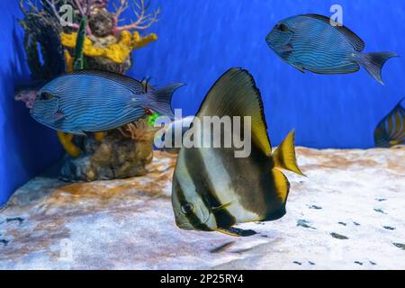 Wunderschöner leuchtender Fisch Platax teira, Longfin Batfish im blauen Wasser des Aquariums. Tropische Fische vor dem Hintergrund eines Wasserkorallenriffs bei Oceanarium-Kacke Stockfoto