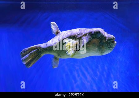 Schwarzer Stachelmakrele oder Kurzschwanzmakrele, Diodon liturosus im Aquarium. Tropische Fische im Hintergrund von Korallen im Ozeanariumpool Stockfoto