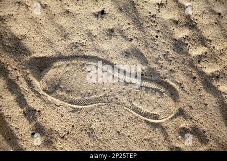 Einzelner Schuhdruck in einem Strand Sand, der von einer Person hinterlassen wurde. Nahaufnahme eines Fußabdrucks, der mit einem Sneaker in einer Wüste gemacht wurde Stockfoto