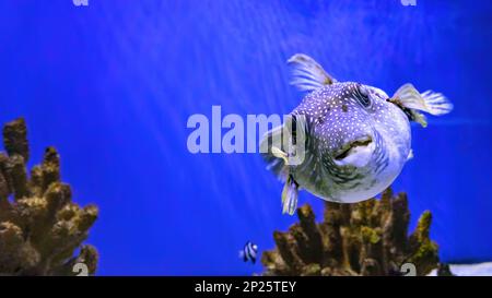 Schwarzer Stachelmakrele oder Kurzschwanzmakrele, Diodon liturosus im Aquarium. Tropische Fische im Hintergrund von Korallen im Ozeanariumpool Stockfoto