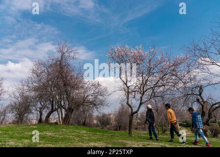 Srinagar, Indien. 04. März 2023. Kinder laufen an einem sonnigen Tag in Srinagar unter einem blühenden Mandelbaum. Der Frühling kam dieses Jahr aufgrund der höheren Temperaturen im Februar früher als üblich in Kaschmir an. Gul-Tour, ein Frühlingsblütenkraut, begann Mitte Februar in Kaschmir zu blühen. Seine gelben Blumen würden normalerweise im März aufblühen und den Frühling ankündigen. Im Anschluss an die Gul-Tour werden Mandel- und Pfirsichbäume Anfang März in Kaschmir zu weißen und blassrosa Blumen. Mandelblüten sind in der Regel Mitte März zu sehen. Kredit: SOPA Images Limited/Alamy Live News Stockfoto