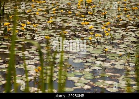 Aquatic gefranst Seerose auf einem Sumpf-Oberfläche. Schwimmende Blätter und gelbe Blüten in einem Teich. Depressive grünen Hintergrund Stockfoto