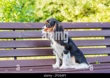 Tricolor Dog auf der Bank. Kavalier König charles Spaniel im Park. Hündchenspaniel, kleiner Hund liegt auf einer braunen Bank im Naturpark. Sonniges Wetter Stockfoto