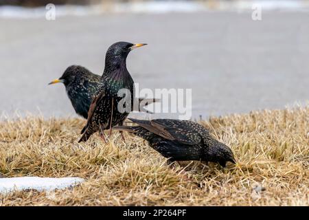 Herde von gewöhnlichen oder europäischen Stars (Sturnus vulgaris) am Ufer des Lake Michigan Stockfoto