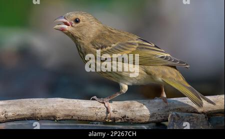 Junger Rosenfink (Carpodacus erythrinus) auf einem kleinen Ast in unmittelbarer Nähe Stockfoto