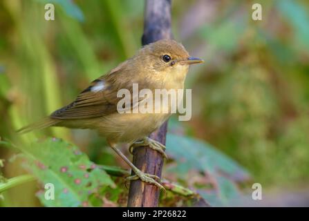 Sumpfstampfer (acrocephalus palustris) auf einem kleinen Ast im Gras Stockfoto