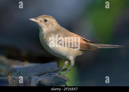 Gewöhnlicher Weißdorn (Curruca communis), der auf einem winzigen Zweig mit klarem grünen Hintergrund posiert Stockfoto