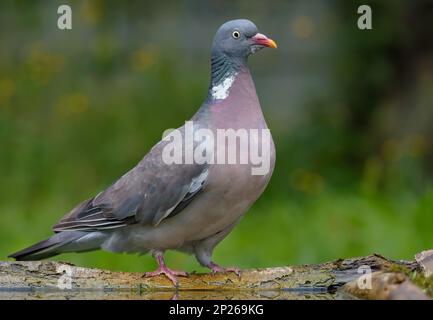 Gewöhnliche Holztaube (columba palumbus), die auf einem Flechten Ast in der Nähe eines Wasserteichs auf dem Boden posiert Stockfoto