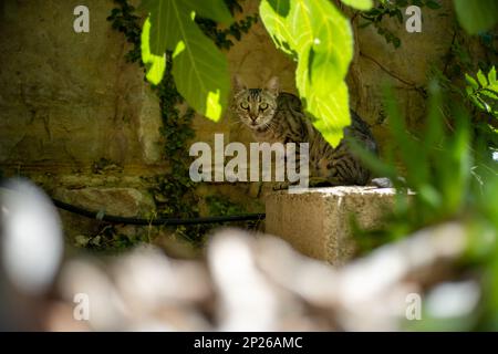 Die grau-schwarz gestreifte Katze starrt durch die Vegetation in einem wunderschönen antiken arabischen Garten auf die Linse Stockfoto