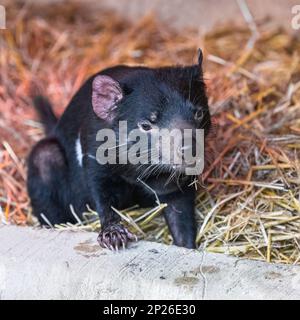 Ein Tasmanischer Teufel, Sarcophilus harrisii, ein lustiges Tier Stockfoto