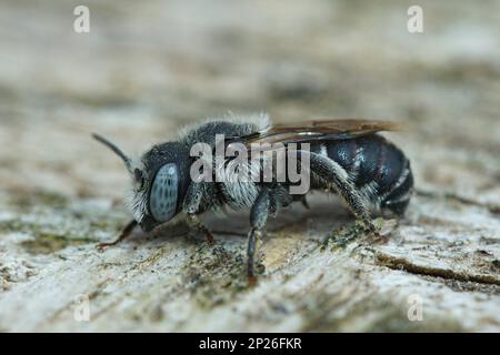 Nahaufnahme einer Frau mit blauäugigen Schneckengehältern, gewundener Mason Bee oder Osmia spinulosa, die auf Holz sitzt Stockfoto