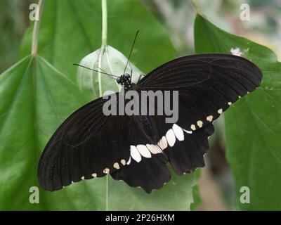 Detaillierte Nahaufnahme eines frisch aufgetauchten schwarz-weißen gewöhnlichen Rabenschmetterlings, Papilio Castor, mit gespreizten Flügeln auf einem grünen Blatt Stockfoto