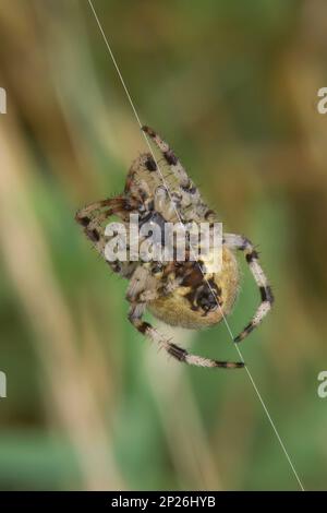 Natürliche vertikale Nahaufnahme auf einem behaarten, dem Four Spot Orb Weaver, Araneus quadratus, der auf einem Netz krabbelt Stockfoto