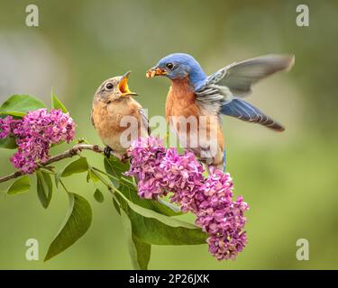 Ein männlicher östlicher Bluebird füttert seinen Partner in einem Frühjahrsritual, während er auf einem lila Ast mit lila Blumen sitzt. Stockfoto