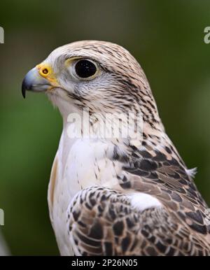 Berlin, Deutschland. 25. Januar 2023. Während der Internationalen Grünen Woche (IGW) liegt ein Sakerfalke (Falko Cherrug) aus dem Falkenhof Potsdam, der sich auf die Werbejagd spezialisiert hat, an der Hand des Falkners. Die Messe findet ab 20 Uhr statt. Bis 29.01.2023. Kredit: Soeren Stache/dpa/Alamy Live News Stockfoto