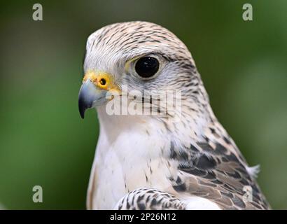 Berlin, Deutschland. 25. Januar 2023. Während der Internationalen Grünen Woche (IGW) liegt ein Sakerfalke (Falko Cherrug) aus dem Falkenhof Potsdam, der sich auf die Werbejagd spezialisiert hat, an der Hand des Falkners. Die Messe findet ab 20 Uhr statt. Bis 29.01.2023. Kredit: Soeren Stache/dpa/Alamy Live News Stockfoto