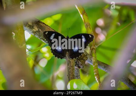 Ein männlicher Blaumond-Schmetterling, der große Eierfliege oder gewöhnlicher Eierfliege ( Hypolimnas bolina ), der Nektor von Premna-Arten trinkt. Schwarze Flügel mit weißen Flecken, E Stockfoto