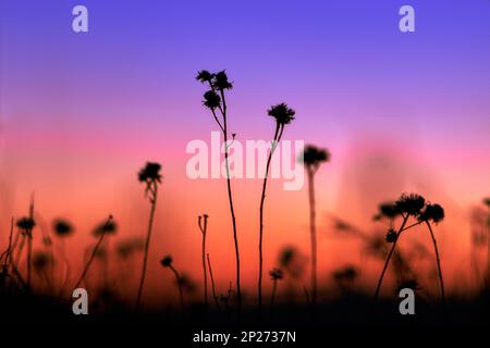 Schwarze Silhouette trockener Grasblumen auf orangegelb-blauem Hintergrund. Sonnenuntergang oder Sonnenaufgang auf dem Feld der Bergblumen. Stockfoto