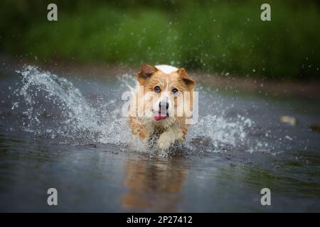 Corgi-Hund, der auf Wasser im Fluss läuft, ein Fangstock. Sommer Stockfoto