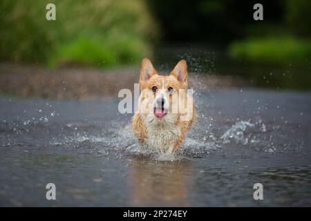 Corgi-Hund, der auf Wasser im Fluss läuft, ein Fangstock. Sommer Stockfoto