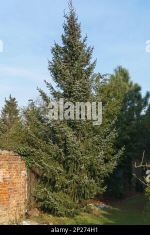 Pflanzen in einem Garten neben einem Haus Stockfoto