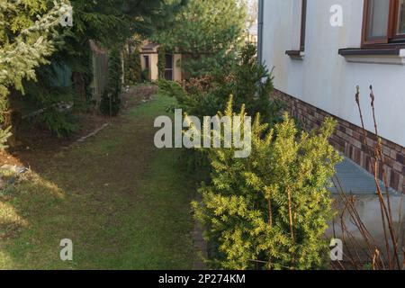 Pflanzen in einem Garten neben einem Haus Stockfoto