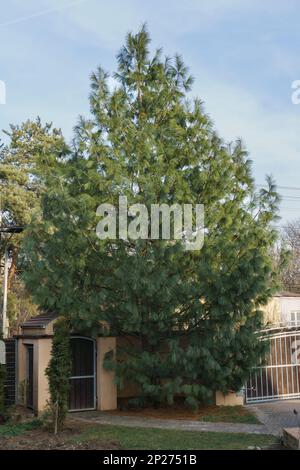 Pflanzen in einem Garten neben einem Haus Stockfoto