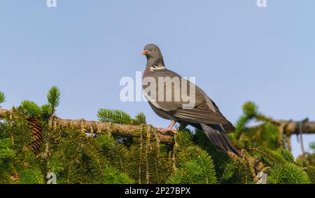 Waldtaube - Columba palumbus, wunderschöne farbenfrohe Taube aus europäischen Wäldern Stockfoto