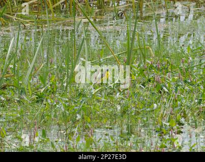 Westlicher Gelbschwanz (Motacilla Flava) am Ufer eines Teiches Stockfoto