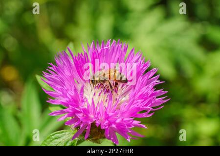 Eine westliche Honigbiene, APIs mellifera, in Nahaufnahme, die zu den wahren Bienen gehört, sammelt Pollen von einer schönen blauen Kornblume Stockfoto