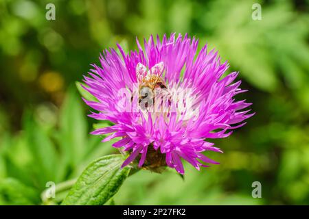 Eine westliche Honigbiene, APIs mellifera, in Nahaufnahme, die zu den wahren Bienen gehört, sammelt Pollen von einer schönen blauen Kornblume Stockfoto