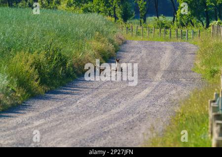 Ein junger Red Fox auf einer unbefestigten Straße zwischen Büschen mit gemähter Wiese an den Rändern und Heu Stockfoto