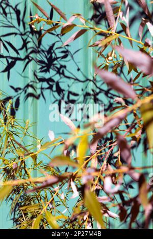 Baum verzweigt Schattenwurf auf grünen Zaun. Sommer Sonne Laub Muster Hintergrund Stockfoto