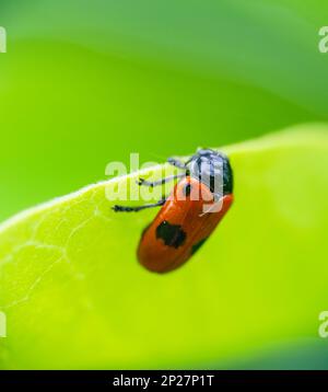 Winzige Ameise Tasche Käfer mit rot mit schwarzen Klettern grünes Gras dot. Makro mit geringer Tiefenschärfe. Auch als Clytra laeviuscula bekannt Stockfoto