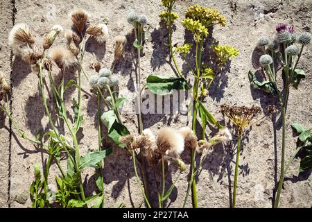 Verschiedene Arten von wilden Blumen auf dem Boden in einer Reihe angeordnet. Um mehrere Wildblumen floral background Stockfoto