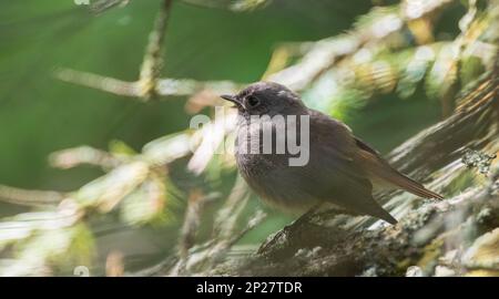 Juvenile Common Redstart(Phoenicurus phoenicurus) Closeup, Woiwodschaft Podlaskie, Polen, Europa Stockfoto
